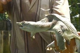 Thu nhập trên 1,5 tỷ đồng mỗi năm từ nuôi ba ba ở Hậu Giang