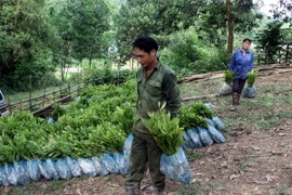Chính phủ khuyến khích trồng rừng gỗ lớn để nâng cao hiệu quả