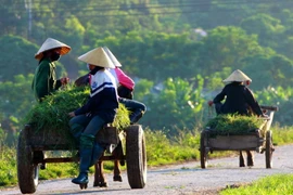 Đồng bào công giáo chung tay xây dựng nông thôn mới