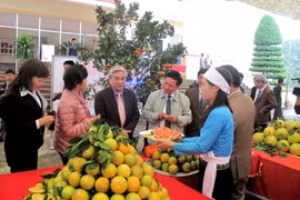 Cam Cao Phong của tỉnh Hòa Bình được đăng ký chỉ dẫn địa lý