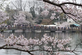 Phủ khắp công viên Inokashira, Tokyo, là sắc hồng, sắc trắng của những bông hoa anh đào. (Ảnh: Nguyễn Tuyến/Vietnam+)