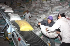 Vận chuyển gạo vào nhà máy chế biến. (Ảnh: Đình Huệ/TTXVN)