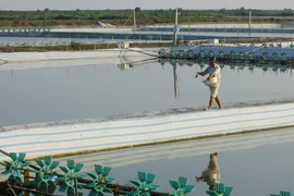 Gần 3.600 hộ nông dân Cà Mau mất trắng mùa tôm nuôi trái vụ