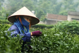 Quảng bá, khai thác nhãn hiệu chè Thái Nguyên tại Mỹ và Trung Quốc