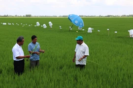 Dự án canh tác lúa giảm phát thải nhà kính cho hiệu quả thiết thực tại Kiên Giang. (Ảnh: Trường Giang/TTXVN)