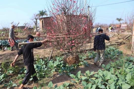 Vietnam Airlines vận chuyển đào, mai dịp Tết Nguyên đán Ất Mùi