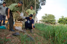 (Ảnh minh họa. Đình Huệ/TTXVN)