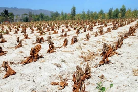 (Ảnh minh họa. Mạnh Linh/TTXVN)