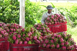 Thu hoạch thanh long. (Ảnh: Nguyễn Thanh/TTXVN)