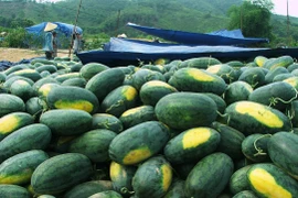 Nông dân Quảng Nam gặp nhiều khó khăn trong tiêu thụ dưa hấu