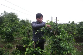 (Ảnh minh họa. Thùy Dung/TTXVN)