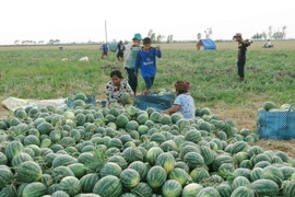 (Ảnh minh họa. Chanh Đa/TTXVN)