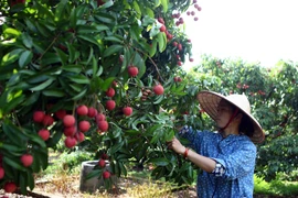 N​ông dân Lục Ngạn, Bắc Giang thu hoạch vải thiều. (Ảnh: Quý Trung/TTXVN)