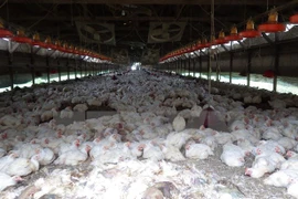 Ảnh minh họa. (Nguồn: AFP/TTXVN)