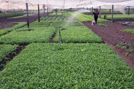 Sản xuất rau an toàn tại Hoàng Mai. (Ảnh: Đình Huệ/TTXVN)