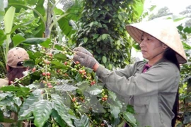 Thu hoạch càphê. (Nguồn: TTXVN)