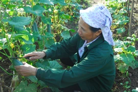 Mô hình trồng rau giúp người dân nâng cao thu nhập, cải thiện đời sống. (Ảnh: Xuân Tư/TTXVN)