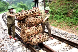Đồn biên phòng số 5 Bảo Lâm (Bộ chỉ huy biên phòng tỉnh Lạng Sơn) thu giữ gia cầm nhập lậu. (Ảnh: Đình Huệ/TTXVN)