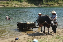 Người dân Quảng Bình vận chuyển nước từ suối về nhà phục vụ sinh hoạt. (Ảnh: Đức Thọ/TTXVN)