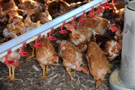 Ảnh minh họa. (Nguồn: AFP/TTXVN)