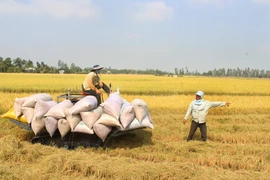 Triển khai mua lúa tạm trữ, giá lúa ở Cần Thơ đảo chiều