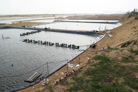 Phú Yên ngăn tình trạng lấn chiếm rừng phòng hộ đào hồ nuôi tôm