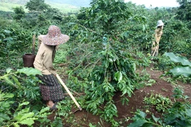 Kon Tum: Sông Pôkô bị ô nhiễm nặng ảnh hưởng sản xuất