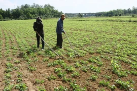 Quảng Ngãi xuất hiện “cơn mưa vàng” giải nhiệt cho cây trồng