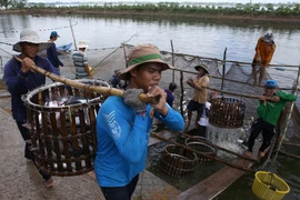 Brazil dỡ bỏ lệnh tạm đình chỉ nhập khẩu cá tra Việt Nam