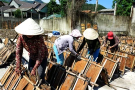 Phơi khô vỏ quế vừa thu hoạch. (Ảnh: Phước Ngọc/TTXVN)