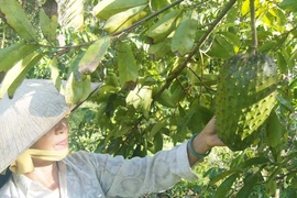 Nông dân Tiền Giang khấm khá nhờ chuyên canh mãng cầu xiêm