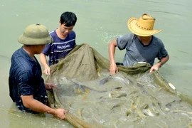 Tập trung đổi mới phương thức kinh doanh 4 nhóm nông sản