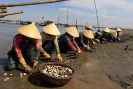 (Ảnh minh họa: Vũ Sinh/TTXVN)