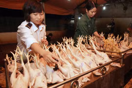 (Ảnh minh họa. Vũ Sinh/TTXVN)