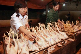 (Ảnh minh họa. Vũ Sinh/TTXVN)
