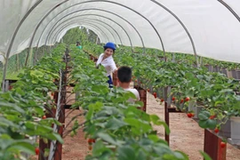 Một vườn dâu công nghệ cao tại Đà Lạt. (Ảnh: Nguyễn Dũng/TTXVN)