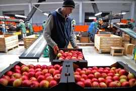 Ảnh minh họa. (Nguồn: AFP/TTXVN)