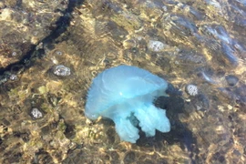 Australia: Sứa xanh xuất hiện dày đặc tại vùng biển Queensland