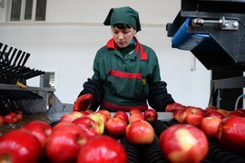 Công nhân phân loại hoa quả tại một kho hàng ở làng Bucovat, Moldova. (Nguồn: AFP/TTXVN)