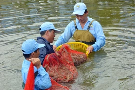 Thu hoạch tôm nuôi trong nhà kính ở Bạc Liêu. (Ảnh: Thanh Liêm/TTXVN)