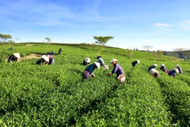 Công nhân hái chè tại Cầu Đất, Đà Lạt, Lâm Đồng. (Ảnh: Đặng Tuấn/TTXVN)