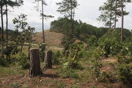 (Ảnh minh họa. Đặng Tuấn/TTXVN)