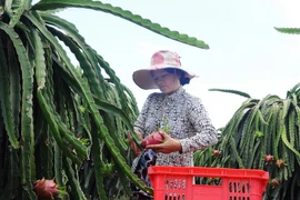 Sản xuất thanh long theo tiêu chuẩn VietGAP ở Bà Rịa-Vũng Tàu