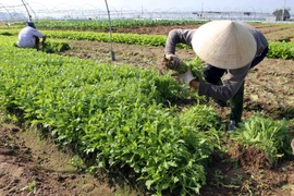 (Ảnh minh họa. Lê Lâm/TTXVN)