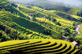 Mùa vàng trên vùng cao Hoàng Su Phì. (Ảnh minh họa. Đỗ Bình/TTXVN)