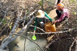 Người dân huyện Bác Ái, Ninh Thuận, tận thu nước dưới một gốc me cổ thụ. (Ảnh: Đức Ánh/TTXVN)