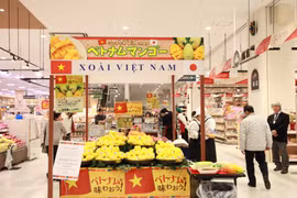 Xoài Cát Chu.