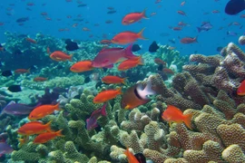 Ảnh minh họa. (Nguồn: pbs.org)