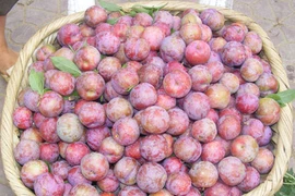 Mận Bắc Hà mất mùa do thời tiết, giá tăng gấp 4 so với năm trước