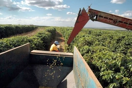 Kim ngạch xuất khẩu càphê Brazil tăng mạnh, đạt hơn 2 tỷ USD